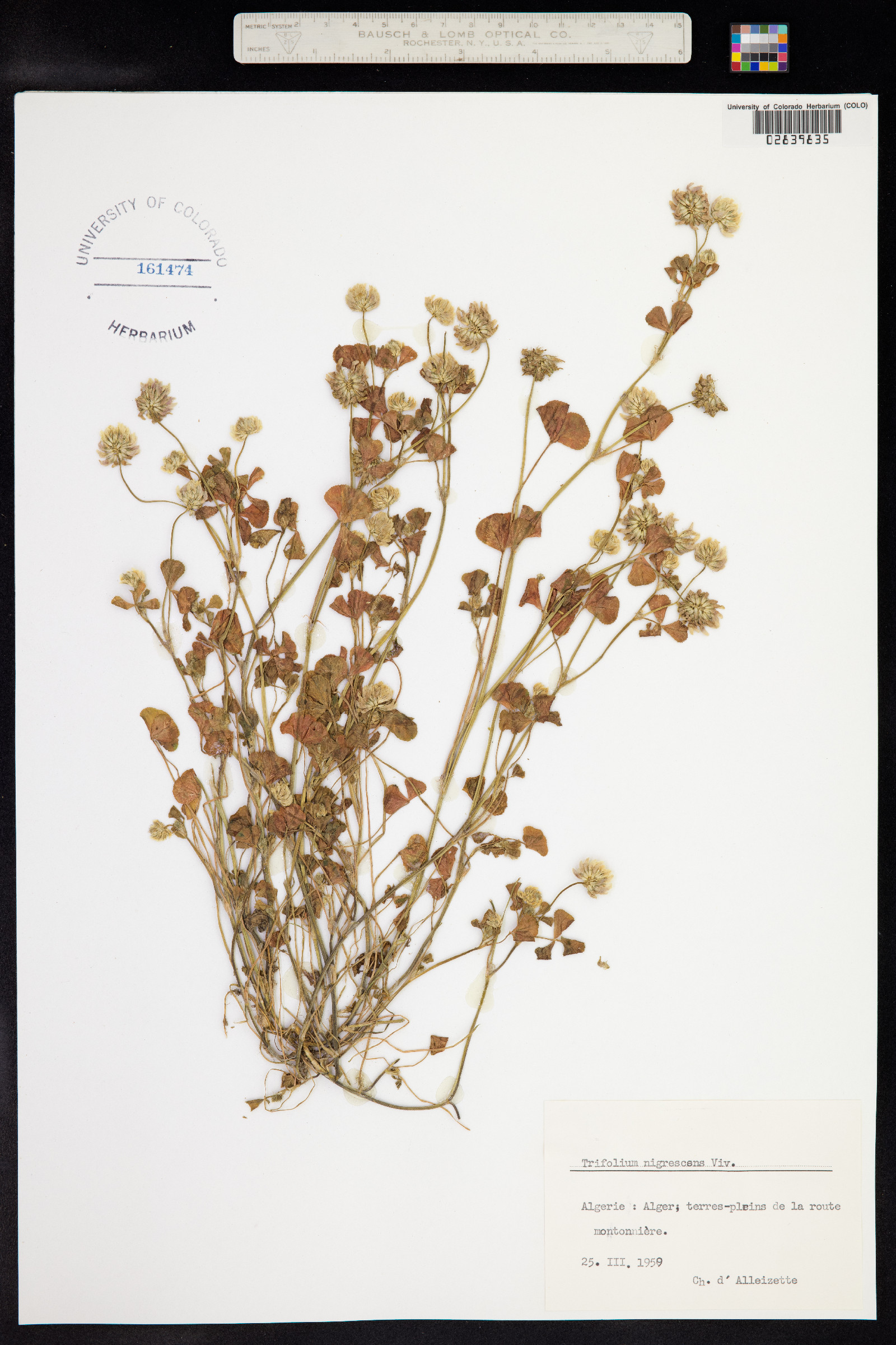 Trifolium nigrescens image