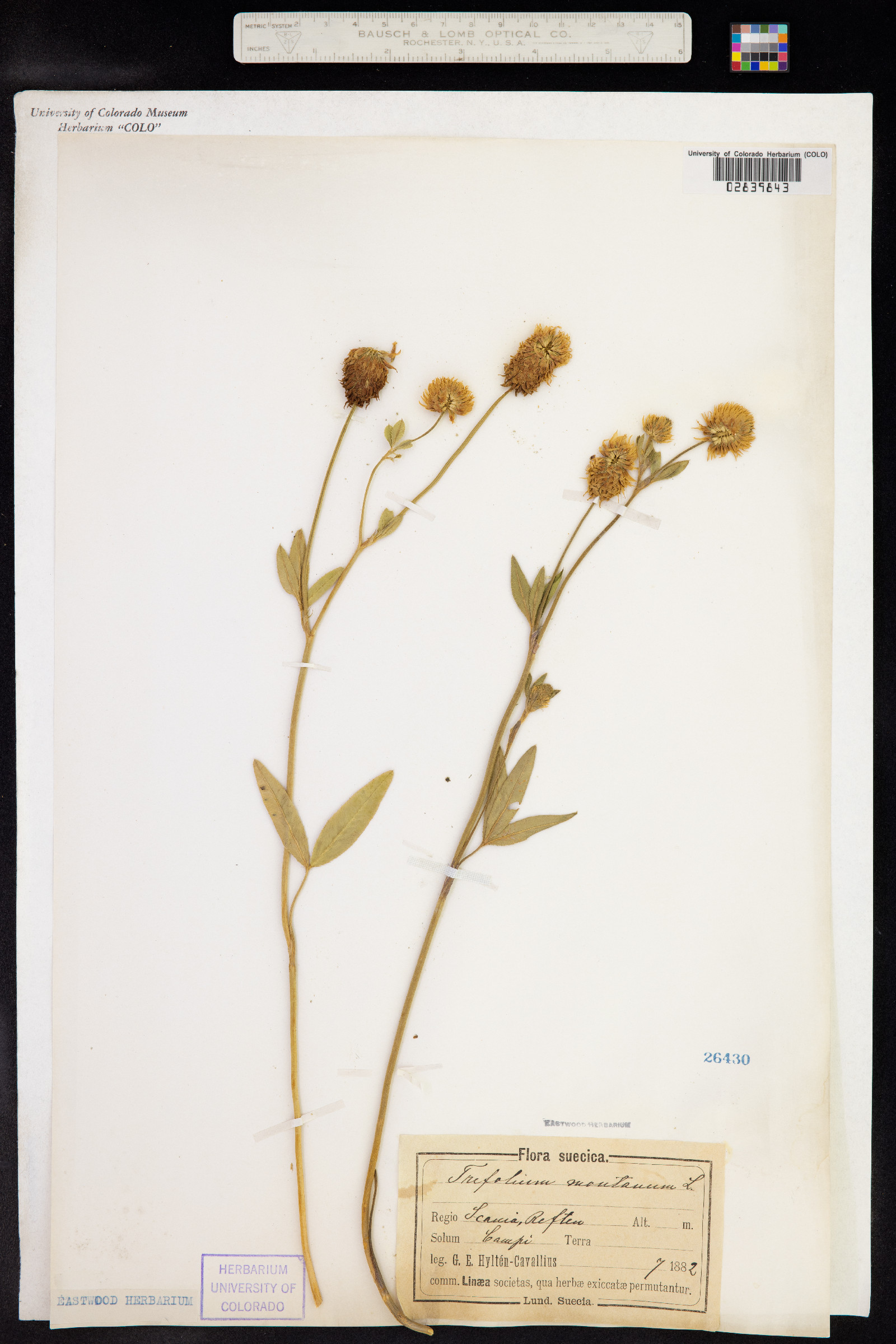 Trifolium montanum image