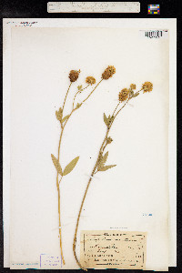 Trifolium montanum image