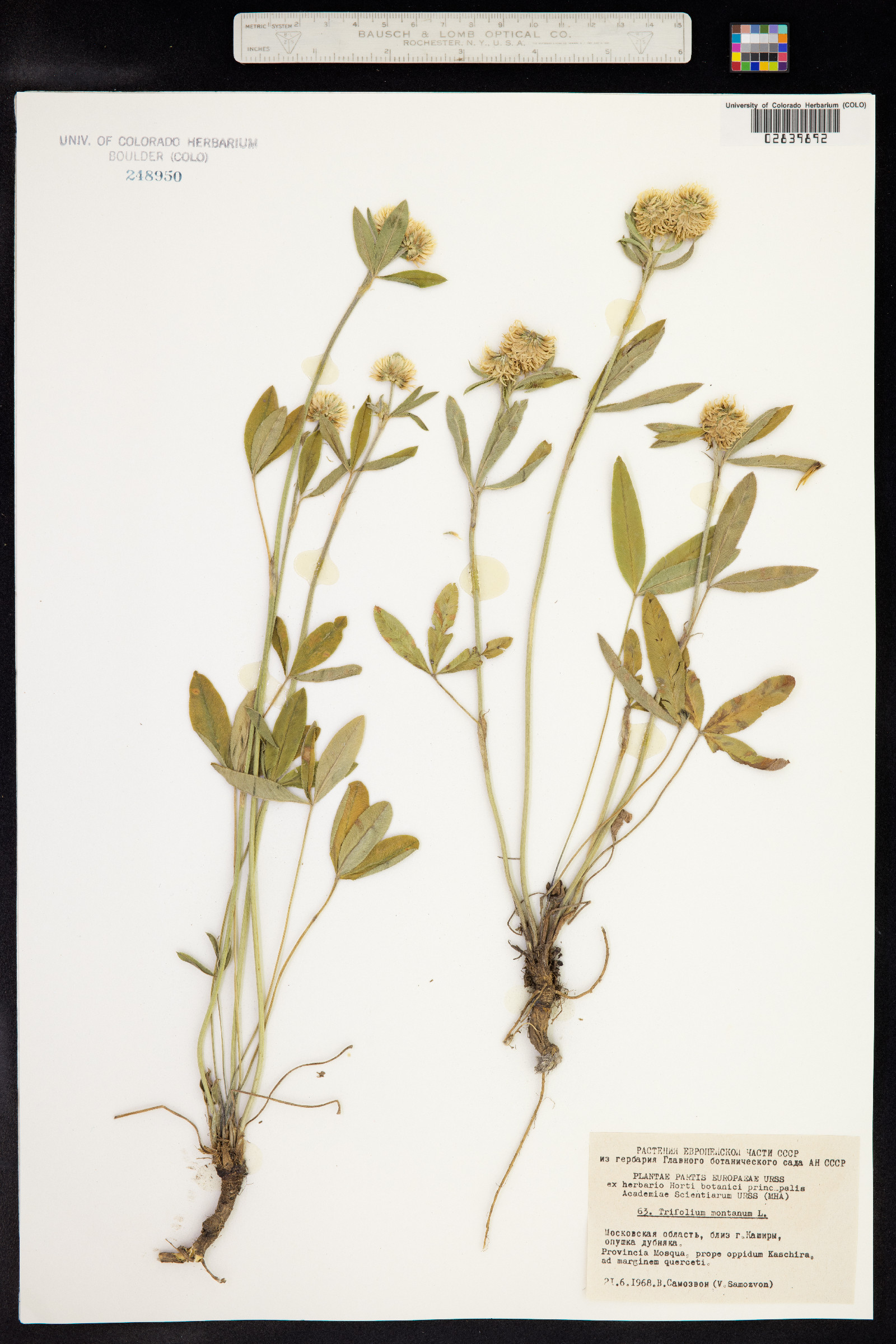 Trifolium montanum image