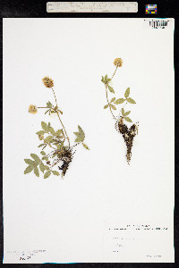 Trifolium montanum image