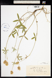 Trifolium montanum image