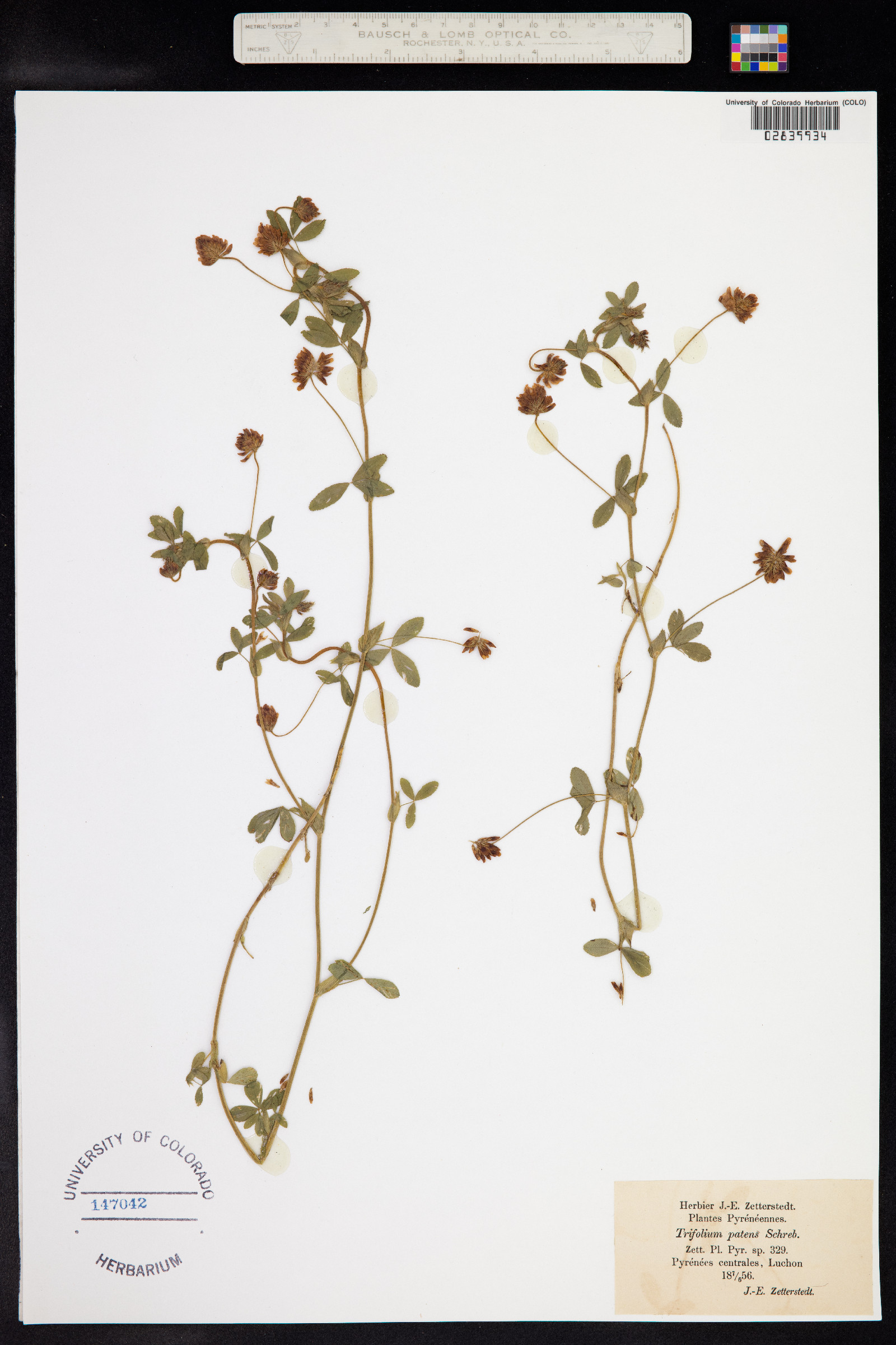 Trifolium patens image