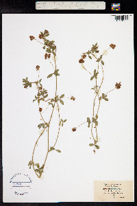 Trifolium patens image