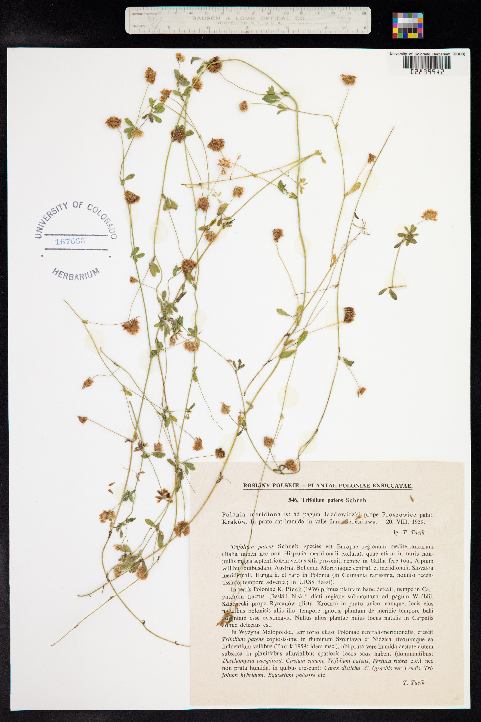 Trifolium patens image