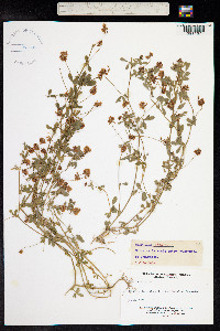 Trifolium patens image