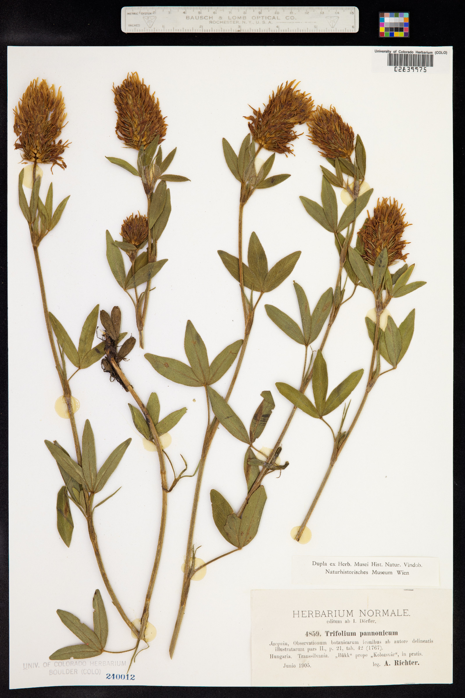 Trifolium pannonicum image