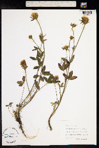 Trifolium ochroleucum image