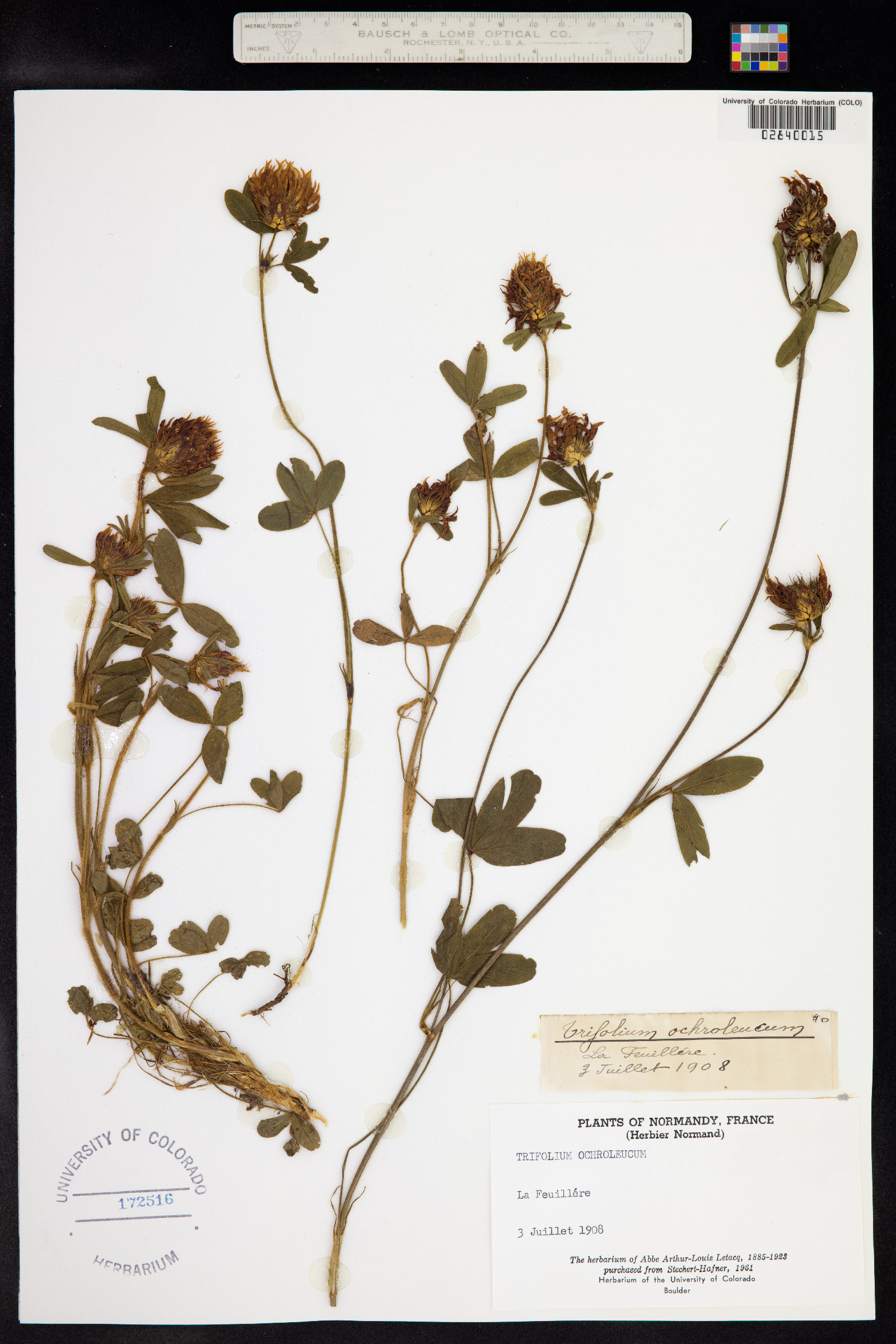 Trifolium ochroleucum image