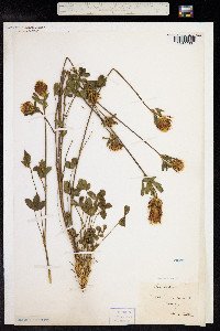 Trifolium ochroleucum image