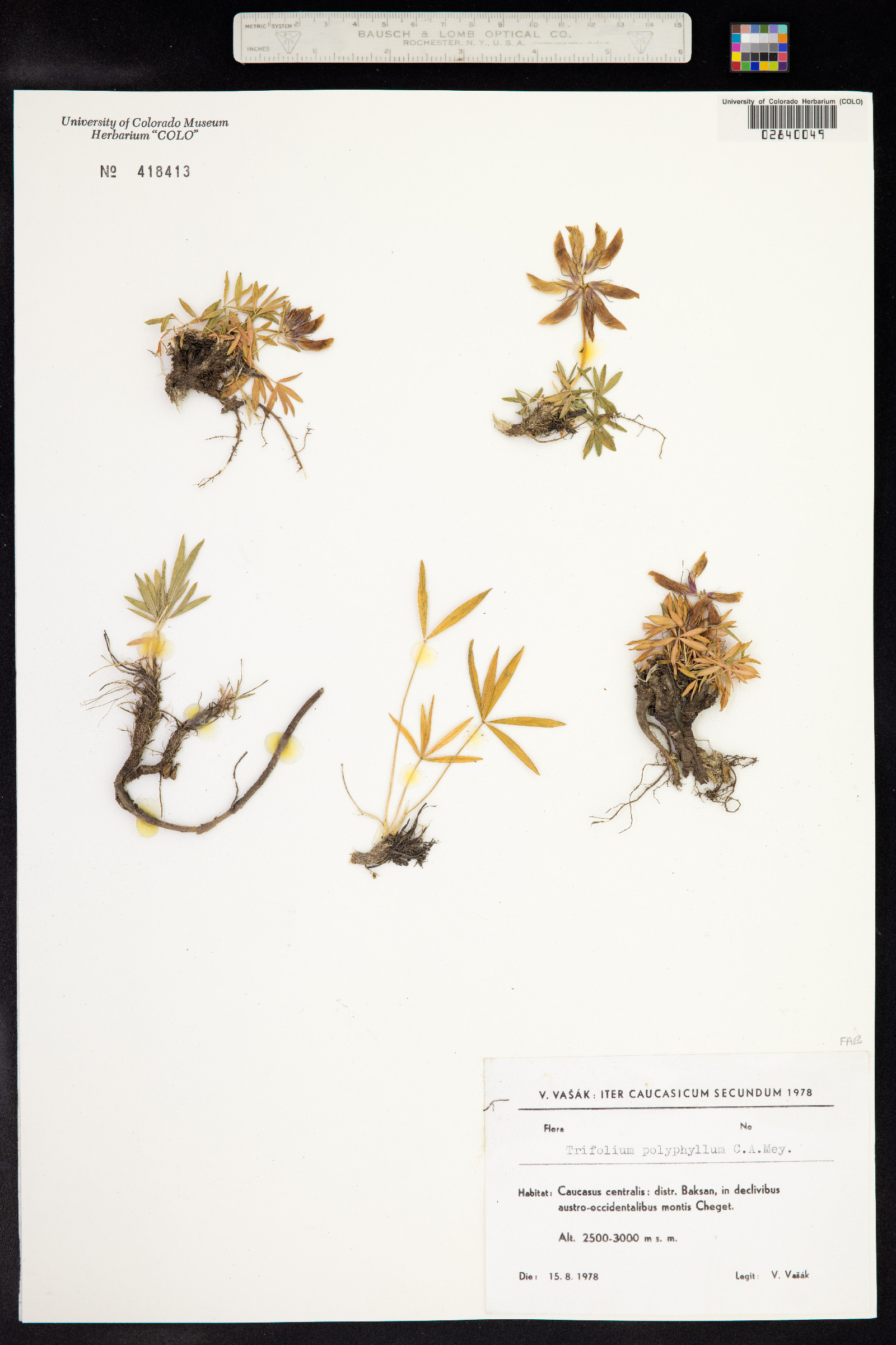 Trifolium polyphyllum image