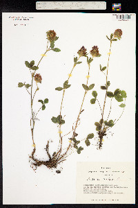 Trifolium pratense image