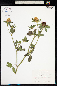 Trifolium pratense image