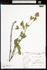 Trifolium pratense image