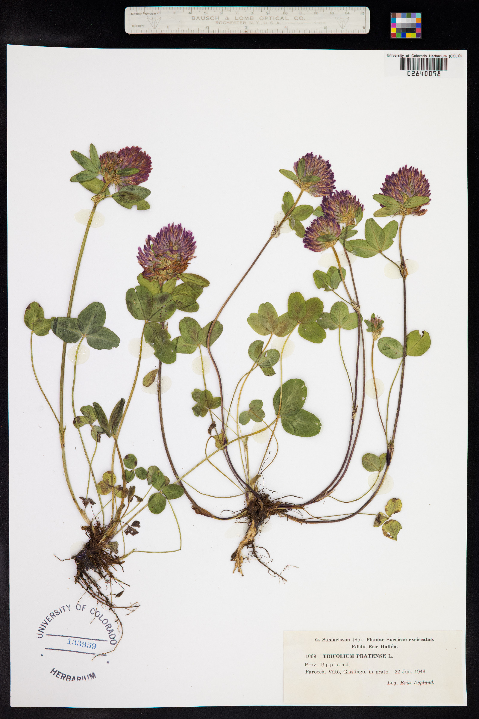 Trifolium pratense image