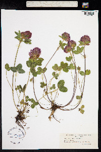 Trifolium pratense image