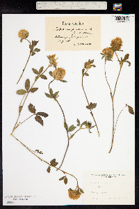 Trifolium pratense image