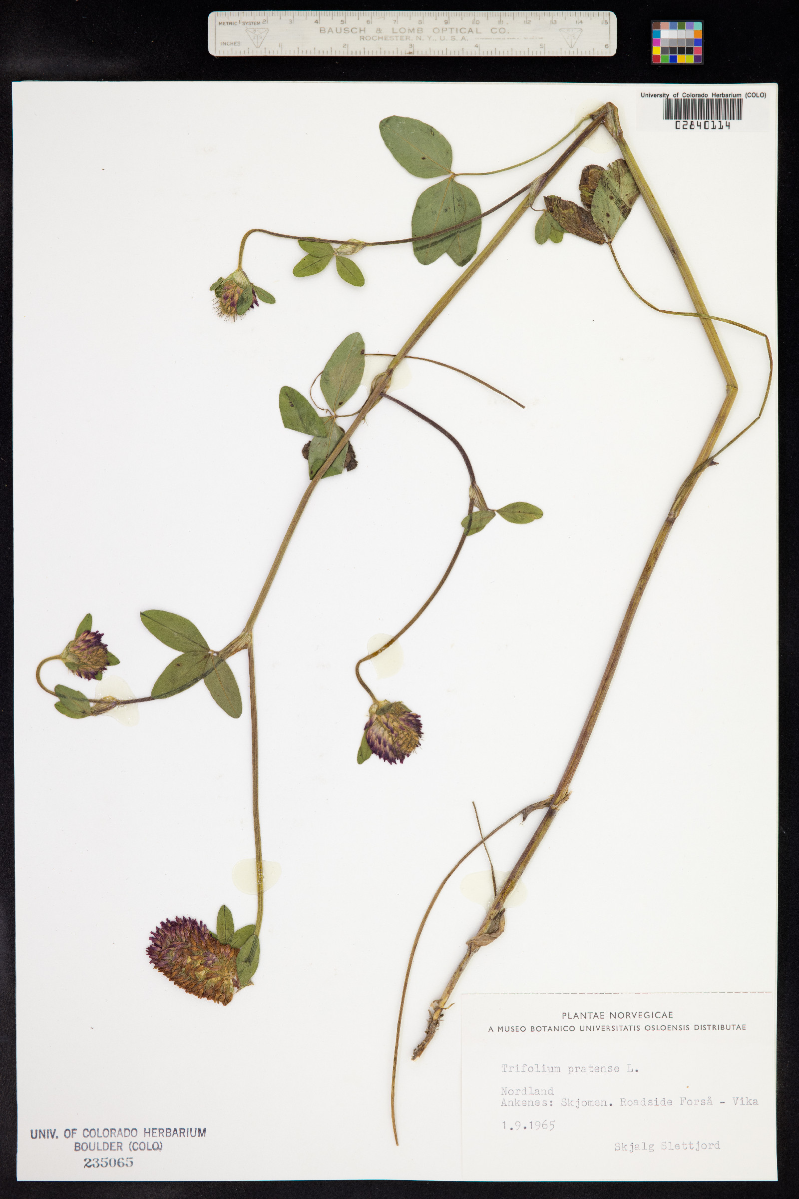 Trifolium pratense image