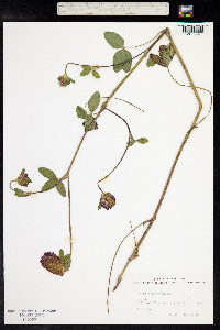 Trifolium pratense image