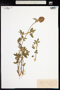 Trifolium pratense image