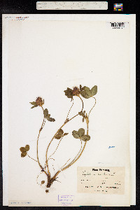 Trifolium pratense image