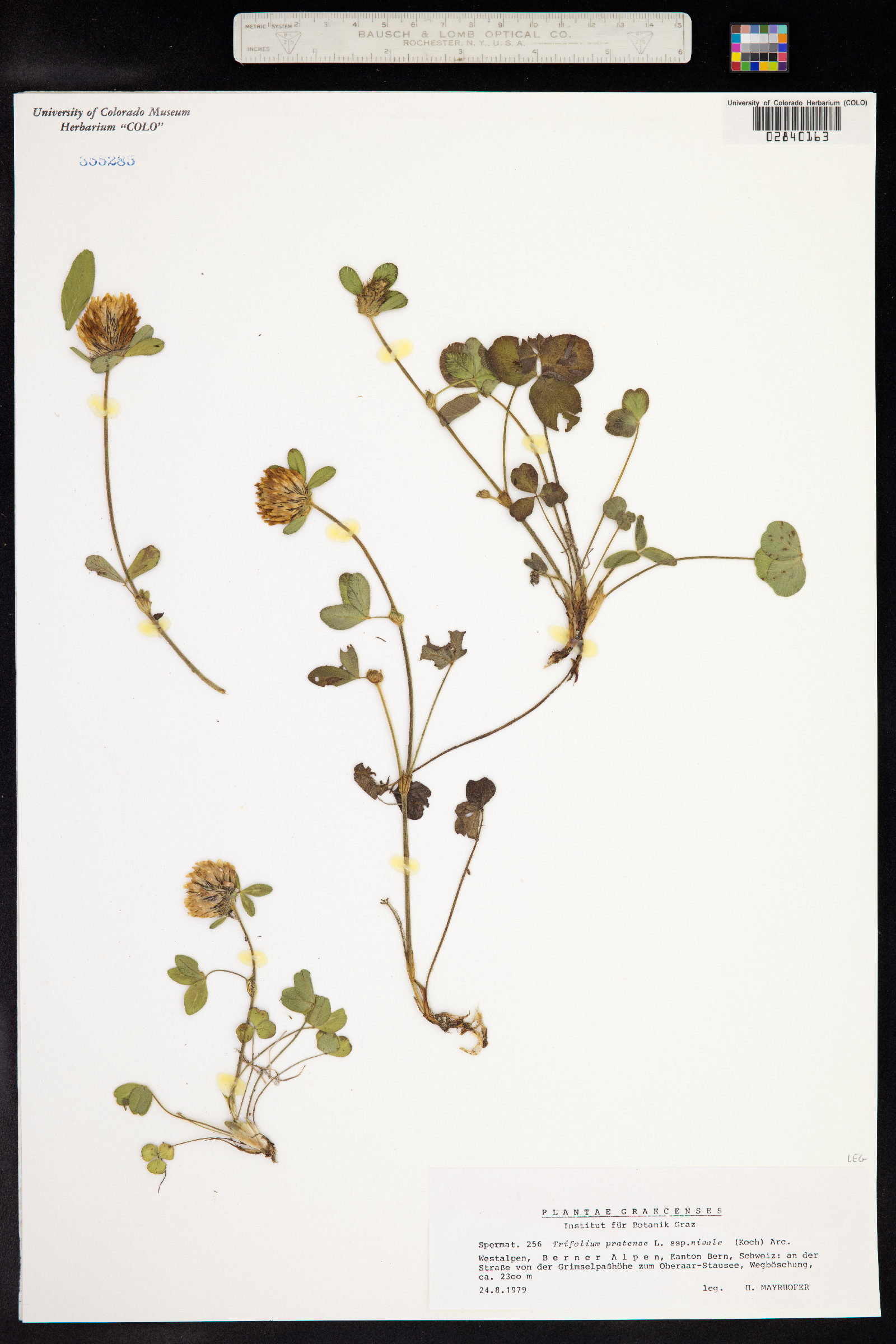 Trifolium pratense image