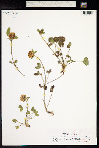 Trifolium pratense image