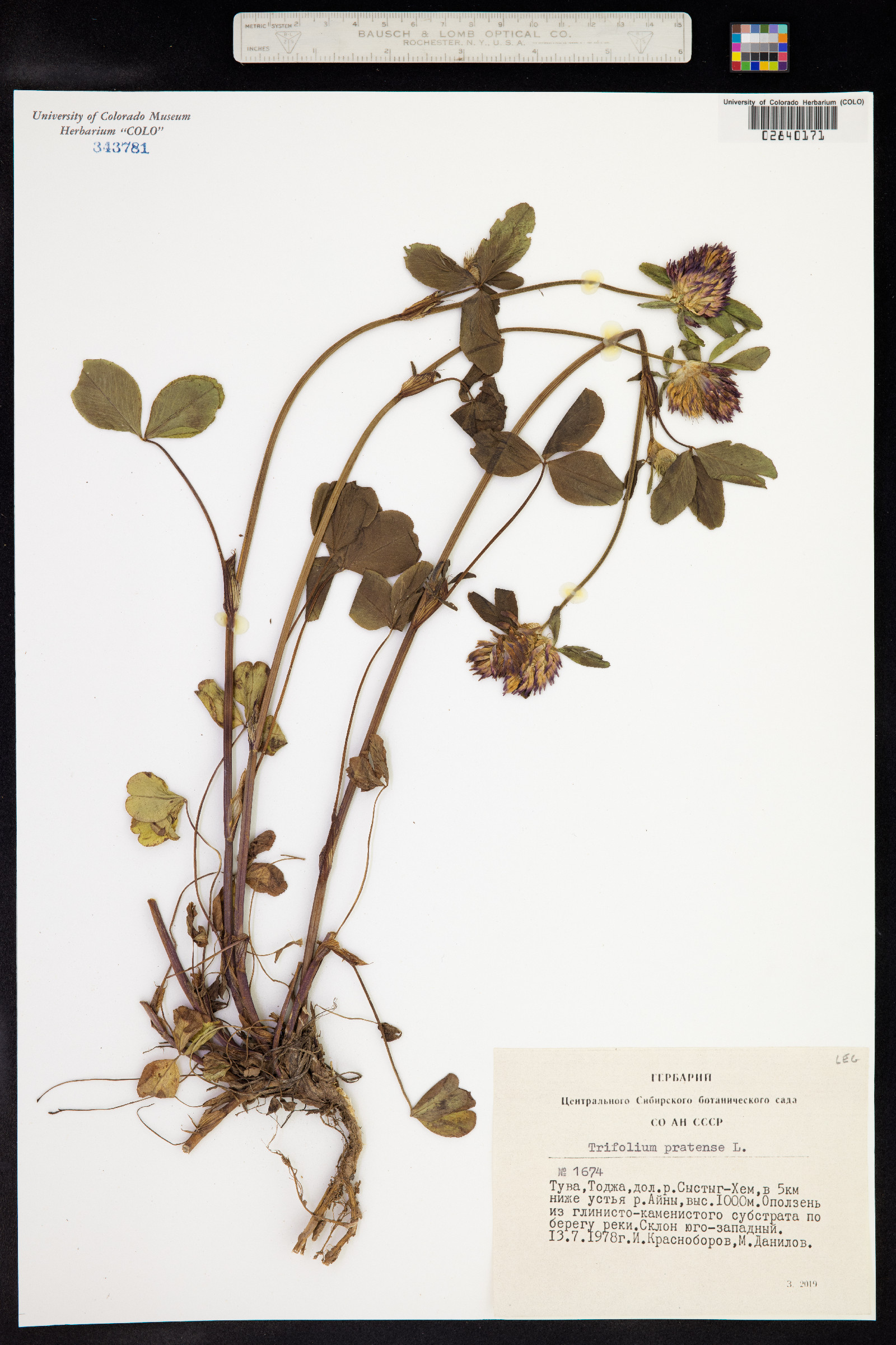 Trifolium pratense image