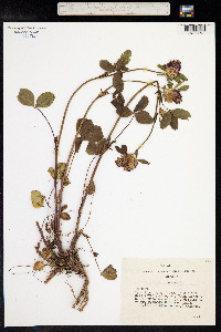 Trifolium pratense image