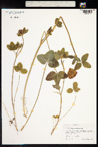 Trifolium pratense image