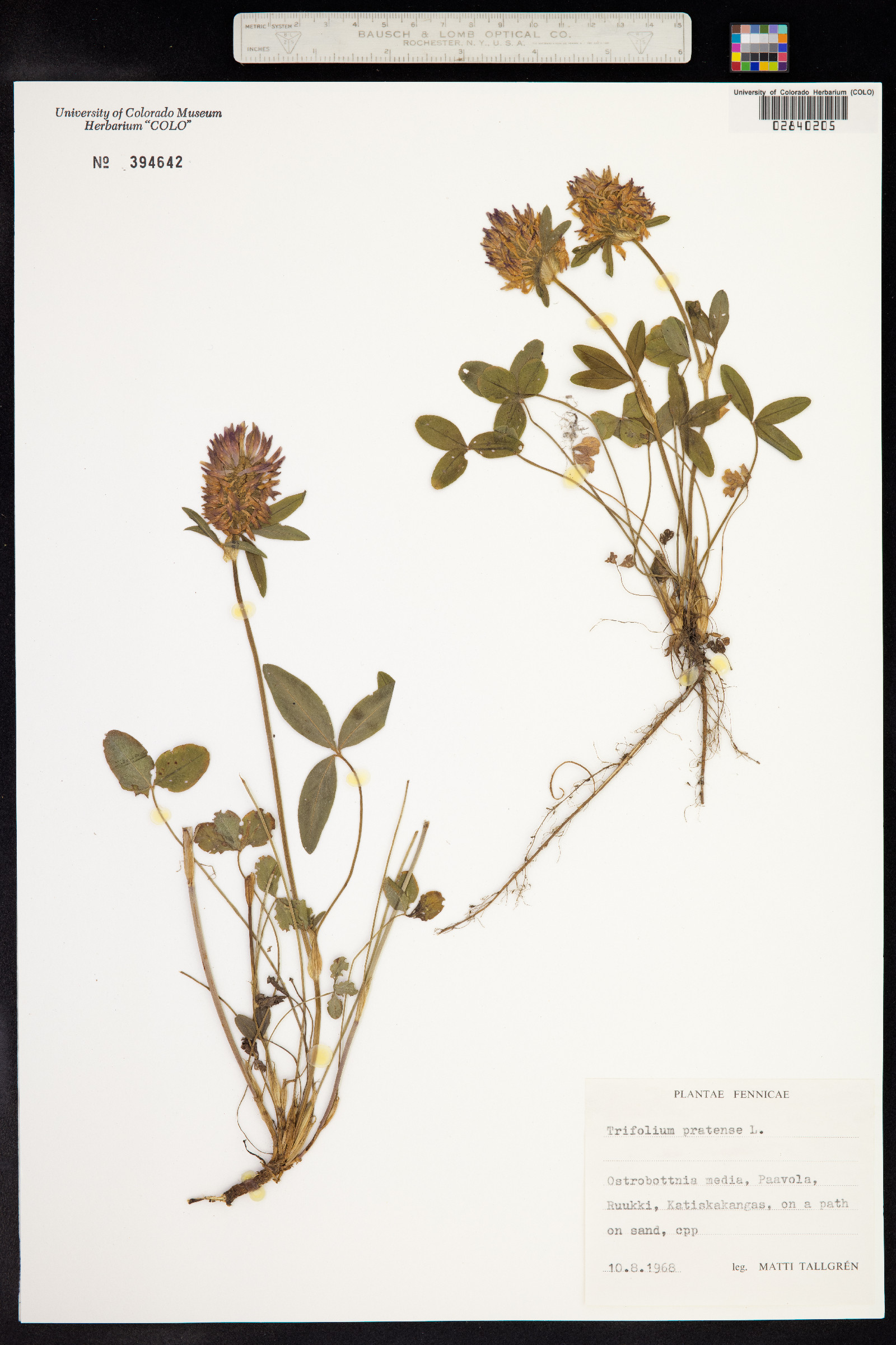 Trifolium pratense image