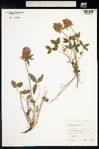 Trifolium pratense image