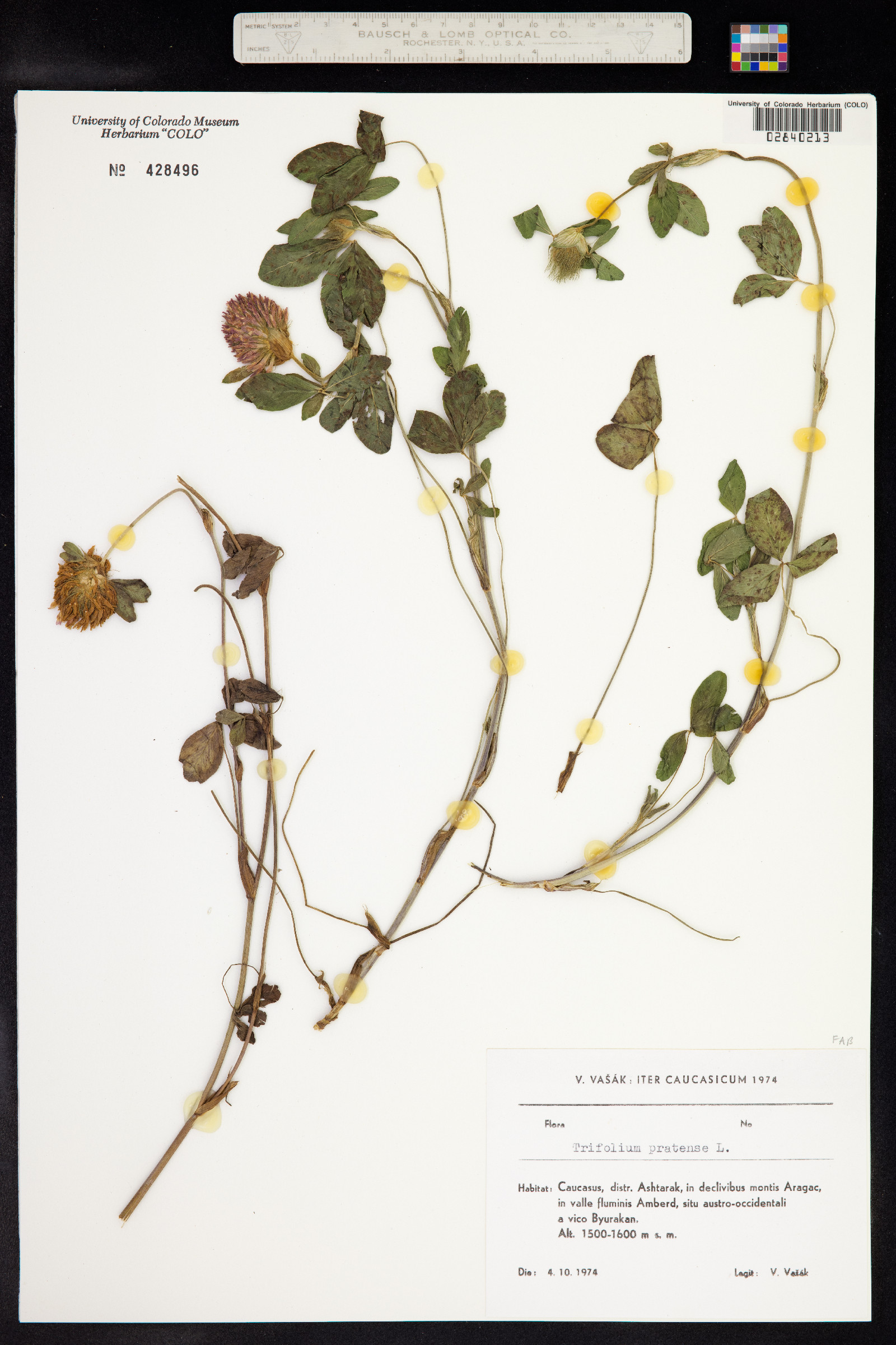 Trifolium pratense image