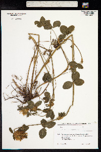 Trifolium pratense image