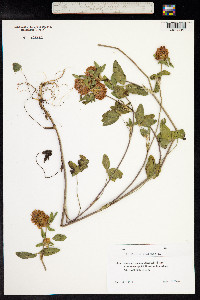 Trifolium pratense image