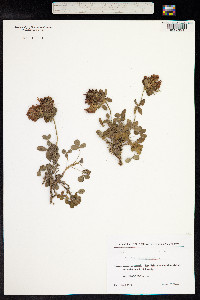 Trifolium pratense image