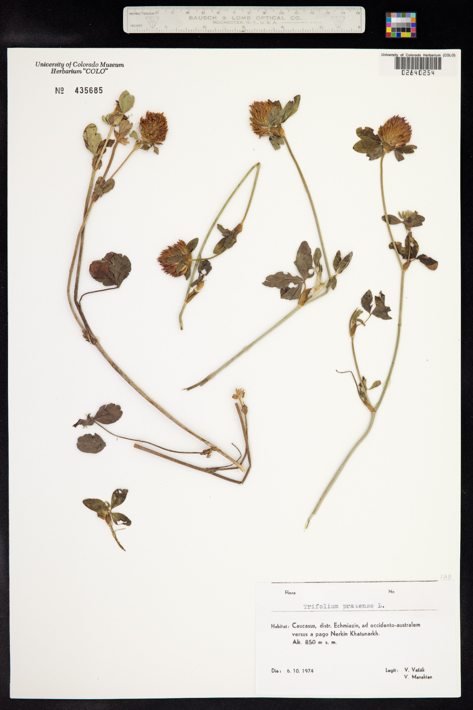 Trifolium pratense image