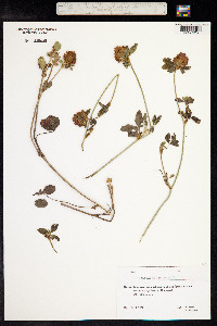 Trifolium pratense image