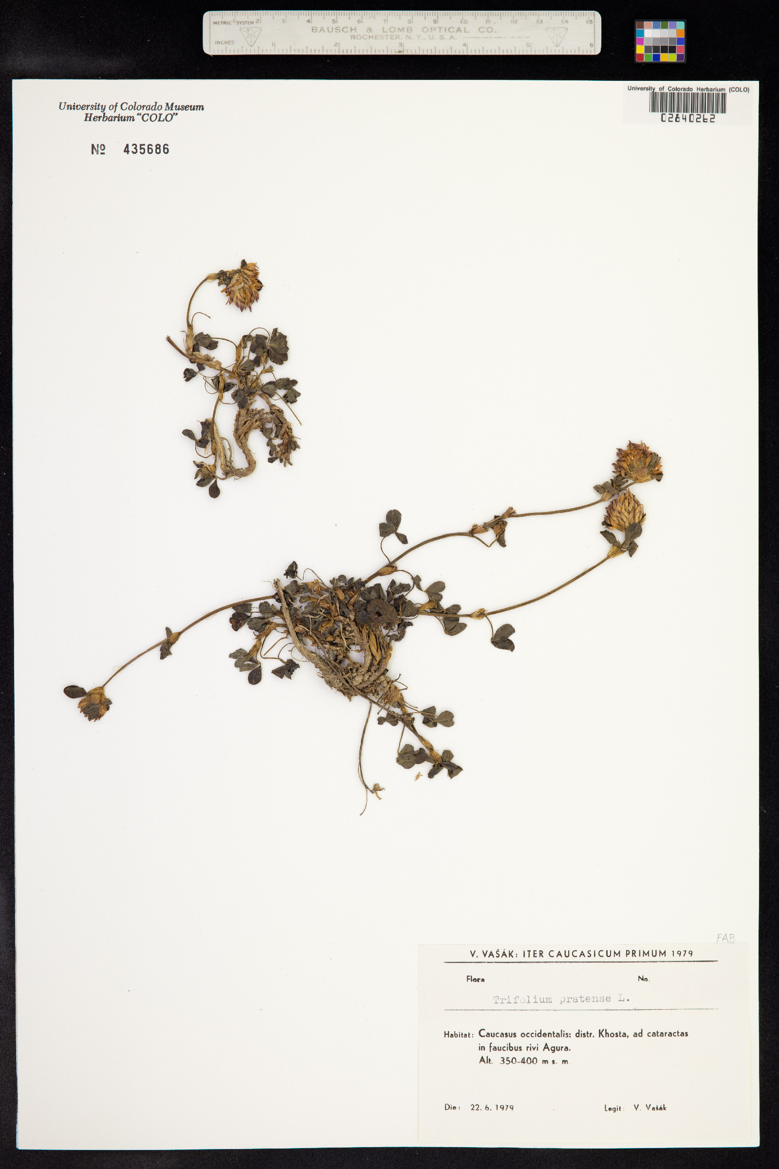 Trifolium pratense image