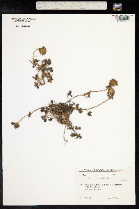 Trifolium pratense image