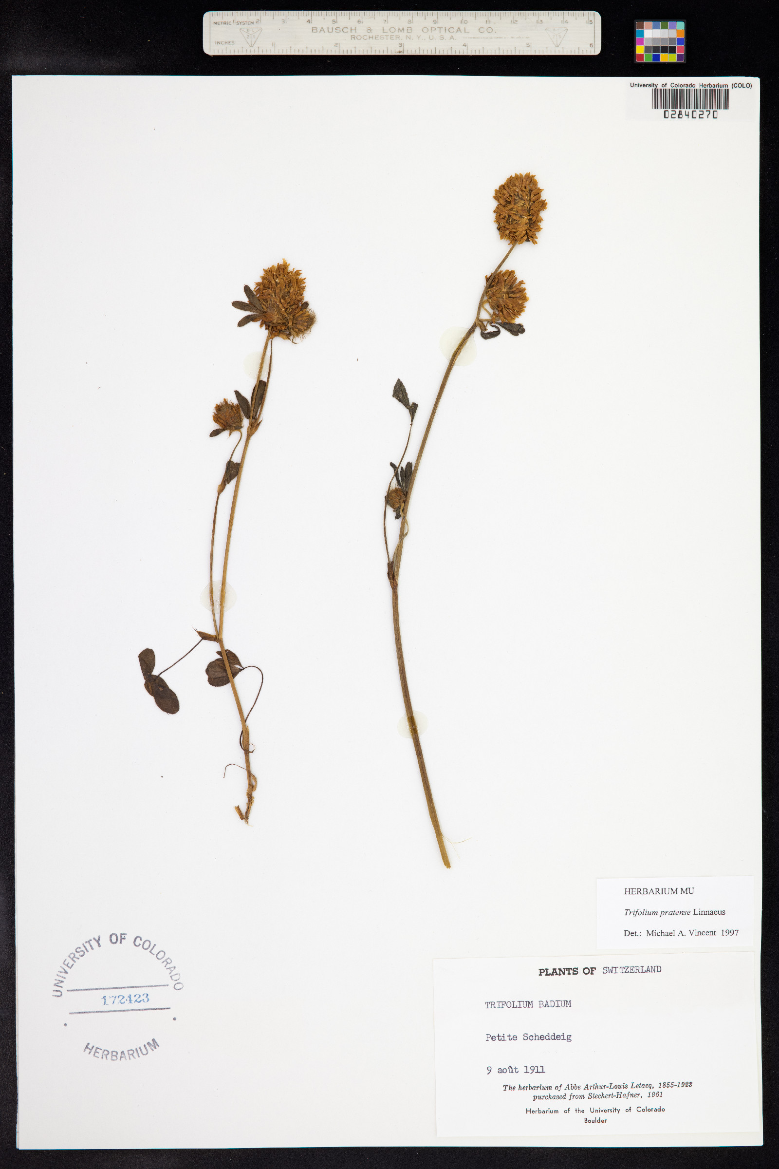 Trifolium pratense image