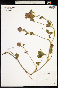 Trifolium pratense image