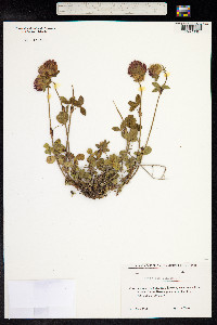 Trifolium pratense image