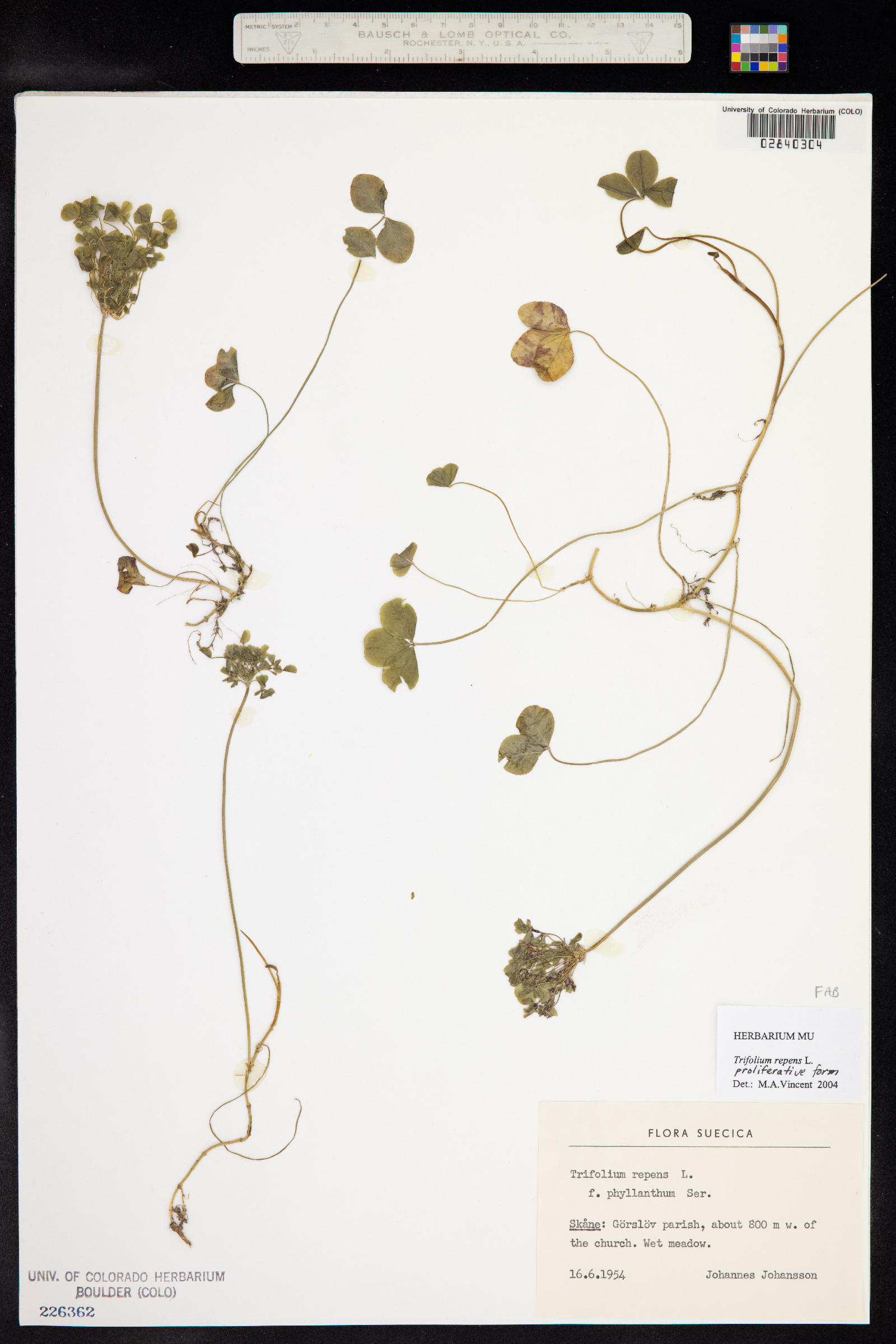 Trifolium repens image