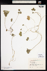 Trifolium repens image