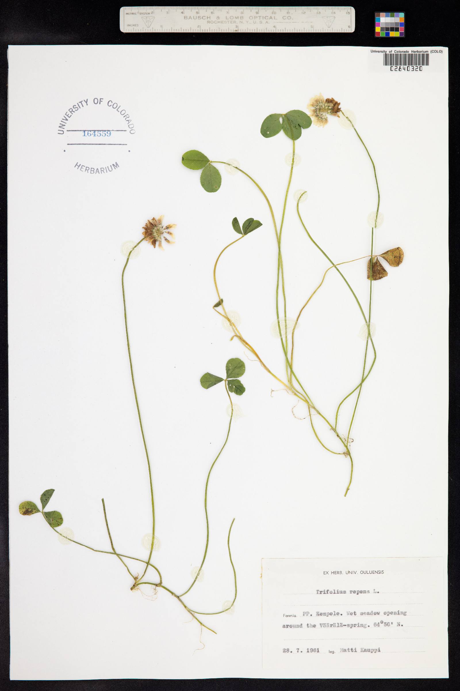 Trifolium repens image