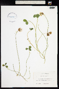 Trifolium repens image