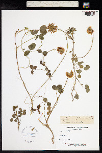 Trifolium repens image