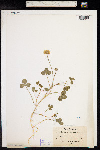 Trifolium repens image