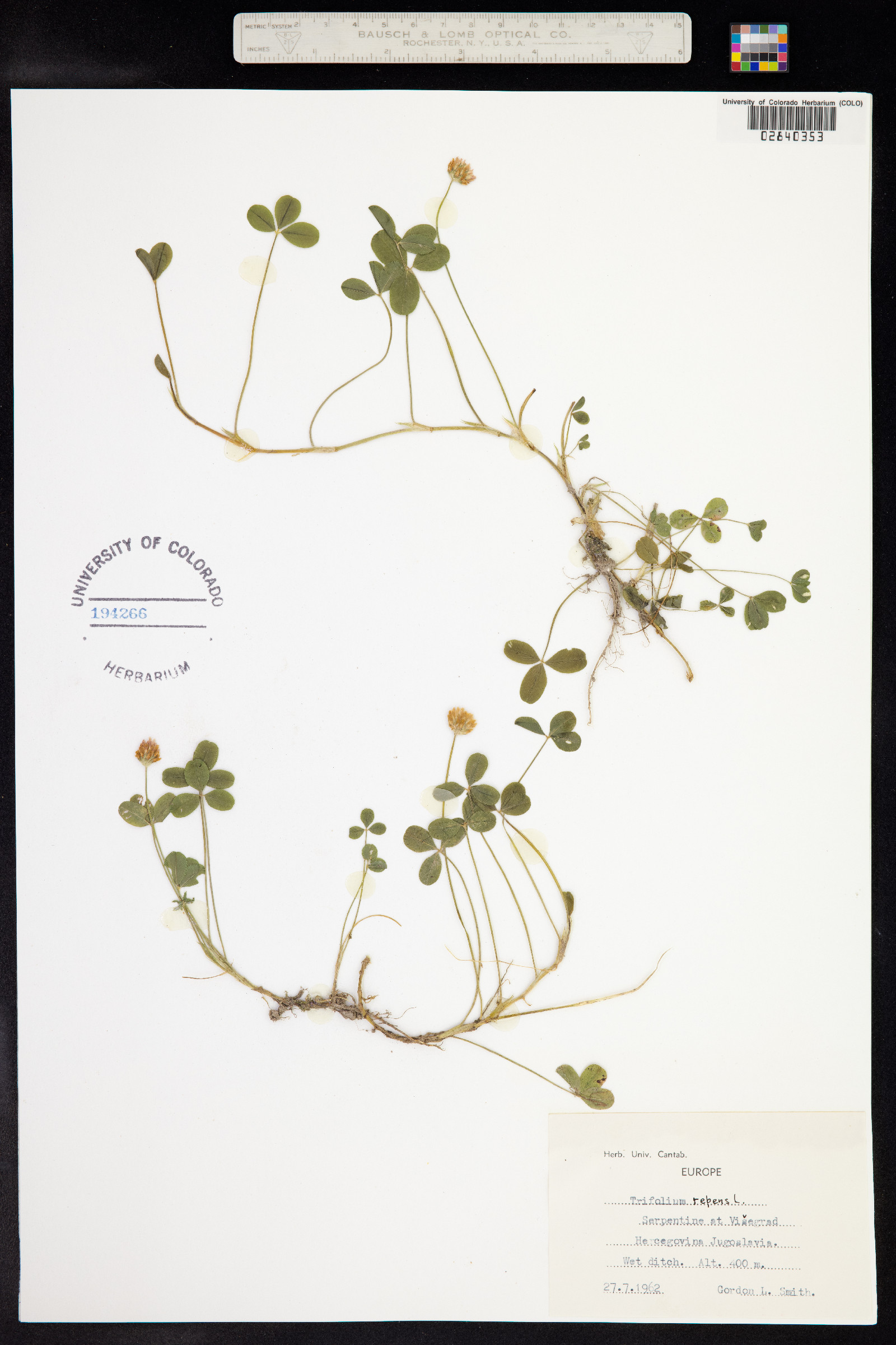Trifolium repens image